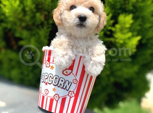 Irkinin En İyi̇ Malti̇poo Yavrulari̇ görsel