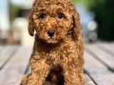 Bebek Surat Toy Poodle Yavrular