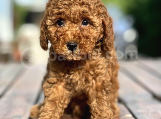 Bebek Surat Toy Poodle Yavrular