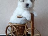 Kar Beyaz Maltese Mini Boy Yavrular