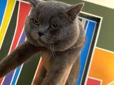 British Shorthair