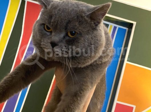 British Shorthair görsel