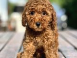 Bebek Surat Toy Poodle Yavrular
