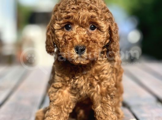 Bebek Surat Toy Poodle Yavrular görsel