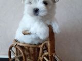 Kar Beyaz Maltese Mini Boy Yavrular