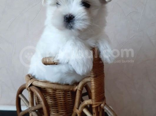 Kar Beyaz Maltese Mini Boy Yavrular görsel