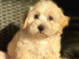Show Kalite Maltipoo Bebekler