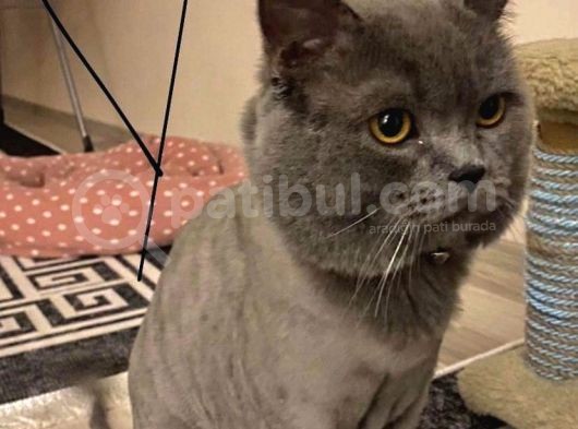 British Shorthair görsel