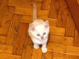 British Blue Point