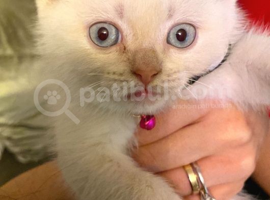 British Blue Point