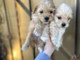 Mix Irk Sevimli Yavrular Maltipoo Yavrular