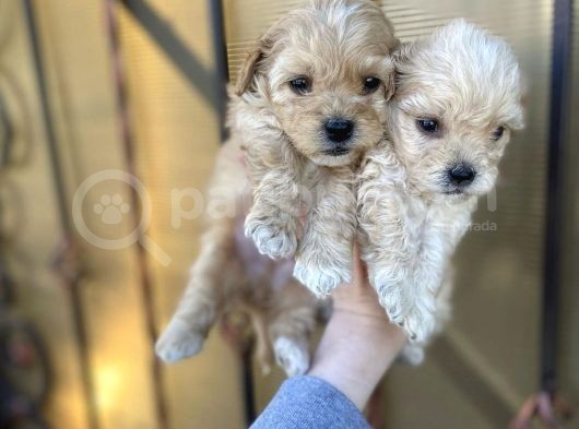 Mix Irk Sevimli Yavrular Maltipoo Yavrular görsel