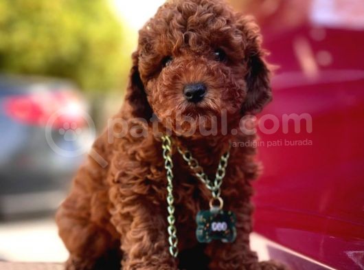 Safkan Toy Poodle Yavrularımız
