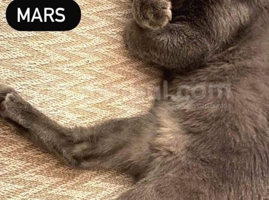British Shorthair görsel