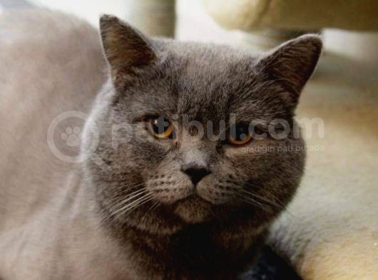 British Shorthair görsel
