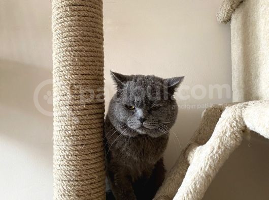 British Shorthair görsel