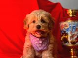 Orji̇nal Malti̇po Yavru