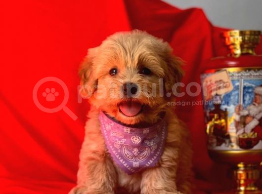 Orji̇nal Malti̇po Yavru görsel