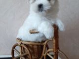 Kar Beyaz Maltese Mini Boy Yavrular