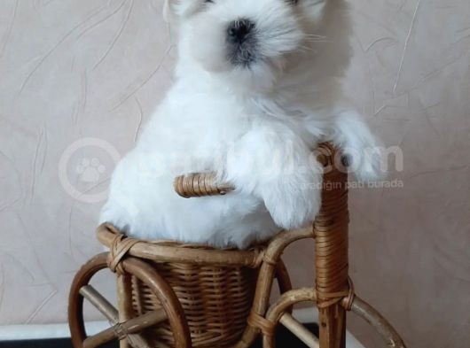 Kar Beyaz Maltese Mini Boy Yavrular görsel