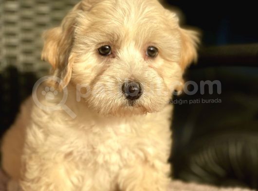 Show Kalite Maltipoo Bebekler görsel