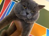 British Shorthair