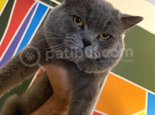 British Shorthair görsel