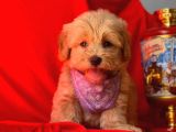 Orji̇nal Malti̇po Yavru