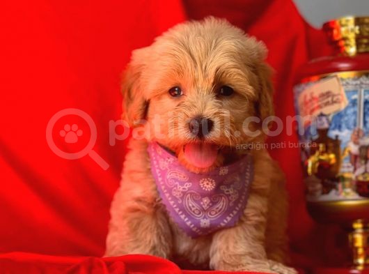 Orji̇nal Malti̇po Yavru görsel