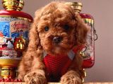 Safkan Toy Poodle Yavrularımız