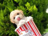 Irkinin En İyi̇ Malti̇poo Yavrulari̇