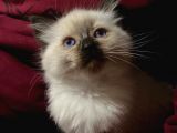Maviş Gözlü Safkan Ragdoll Bebeklerim