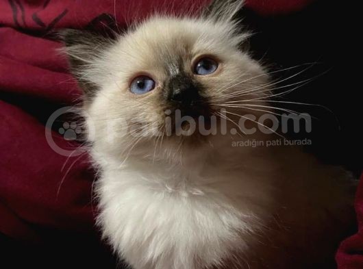Maviş Gözlü Safkan Ragdoll Bebeklerim görsel