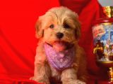 Orji̇nal Malti̇po Yavru