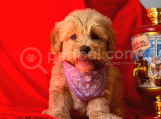 Orji̇nal Malti̇po Yavru