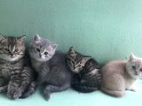 British Shorthair Kızımıza Yuva Arıyoruz