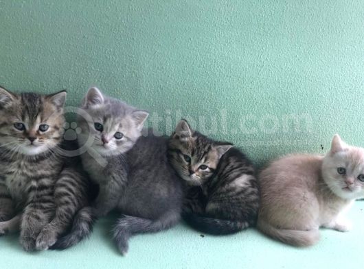 British Shorthair Kızımıza Yuva Arıyoruz