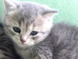 British Shorthair Kızımıza Yuva Arıyoruz
