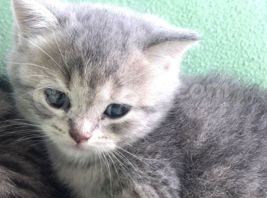 British Shorthair Kızımıza Yuva Arıyoruz görsel