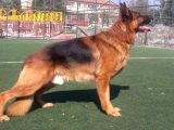 Safkan Alman Kurdu Yavrularımız