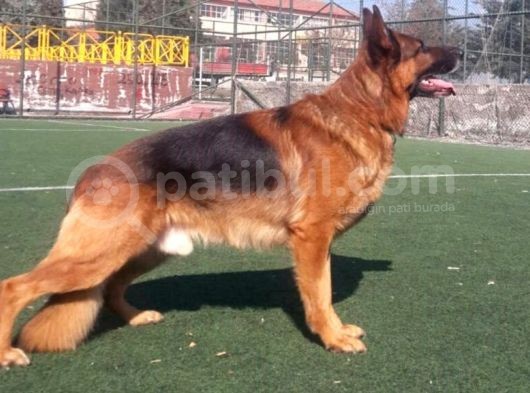 Safkan Alman Kurdu Yavrularımız görsel