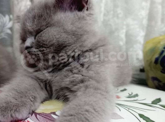 British Shorthair görsel