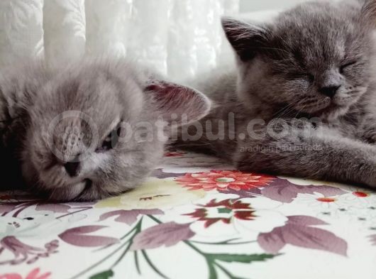 British Shorthair görsel