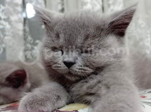 British Shorthair