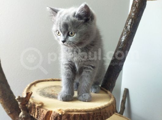 British Shorthair görsel