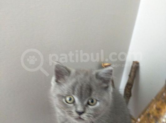 British Shorthair görsel