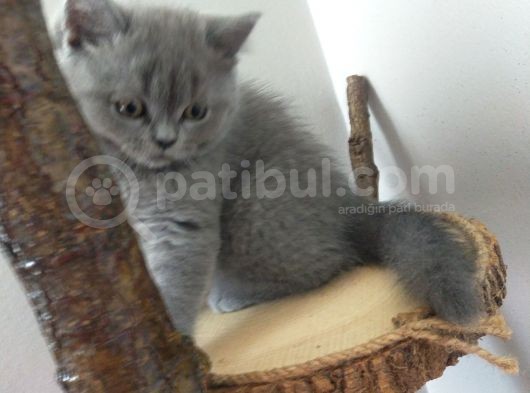 British Shorthair görsel