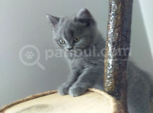 British Shorthair