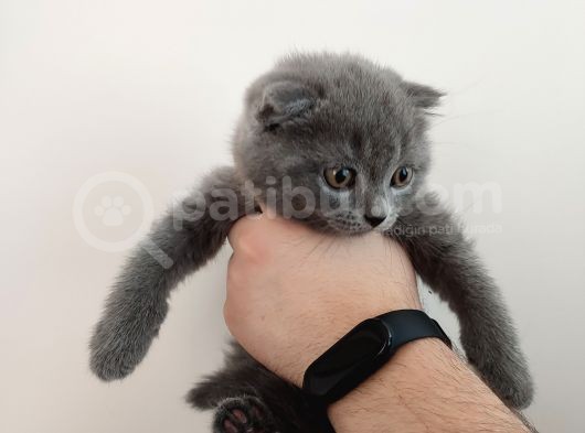 Scottish Fold Çok Sağlıklı 2.5 Aylık Yavru görsel