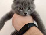 Scottish Fold Çok Sağlıklı 2.5 Aylık Yavru
